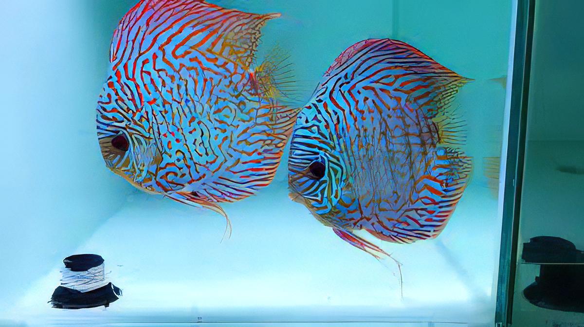 Giant Flora Discus