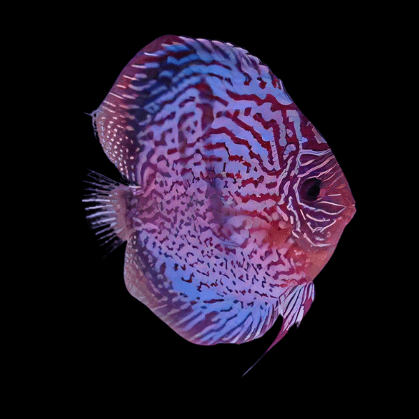 Giant Flora Discus