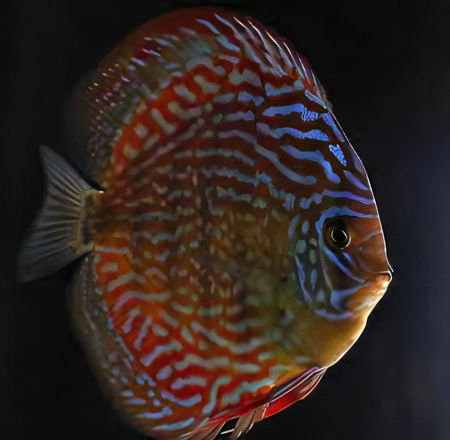 Giant Flora Discus