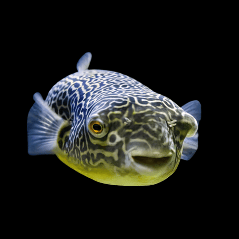 Pufferfish