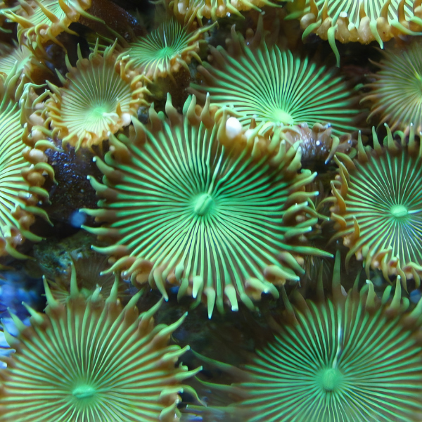 Giant Green Button Coral Polyp Protopalythoa Sp - Real Aquatics