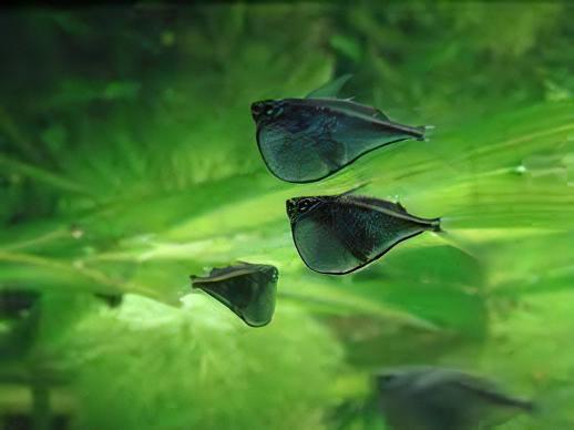 Giant Hatchet Fish Thoracocharax Securis 4cm - Real Aquatics