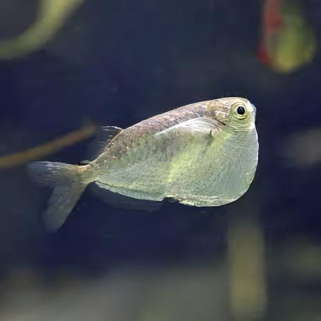 Giant Hatchet Fish Thoracocharax Securis 4cm - Real Aquatics