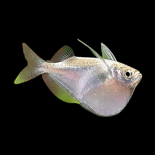 Giant Hatchet Fish Thoracocharax Securis 4cm - Real Aquatics