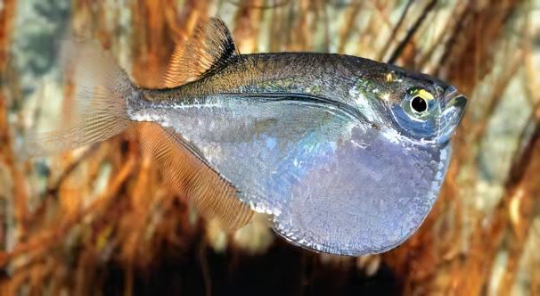 Giant Hatchet Fish Thoracocharax Securis 4cm - Real Aquatics