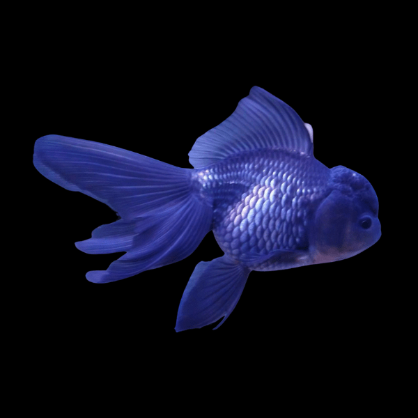Giant Super Jelly Head Blue Oranda Grade AA Goldfish Carassius Auratus