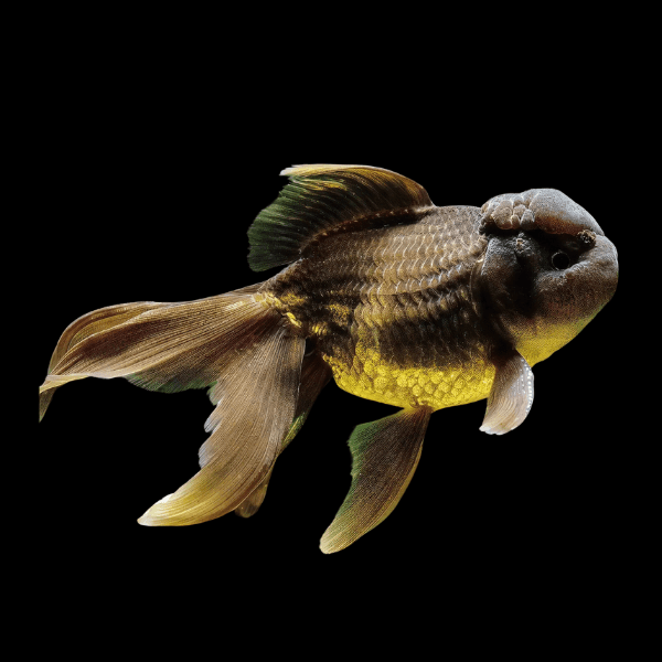 Giant Super Jelly Head Chocolate Oranda Grade AA Goldfish Carassius Auratus