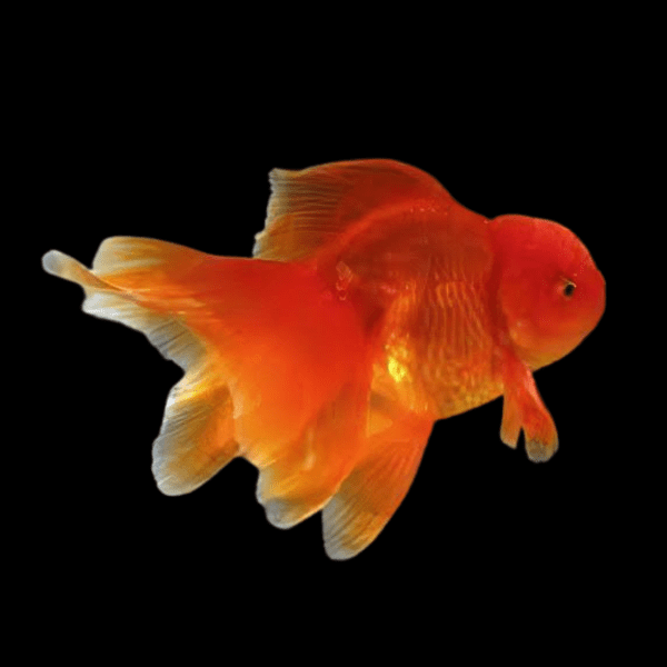 Giant Super Jelly Head Red Oranda Grade AA Goldfish Carassius Auratus