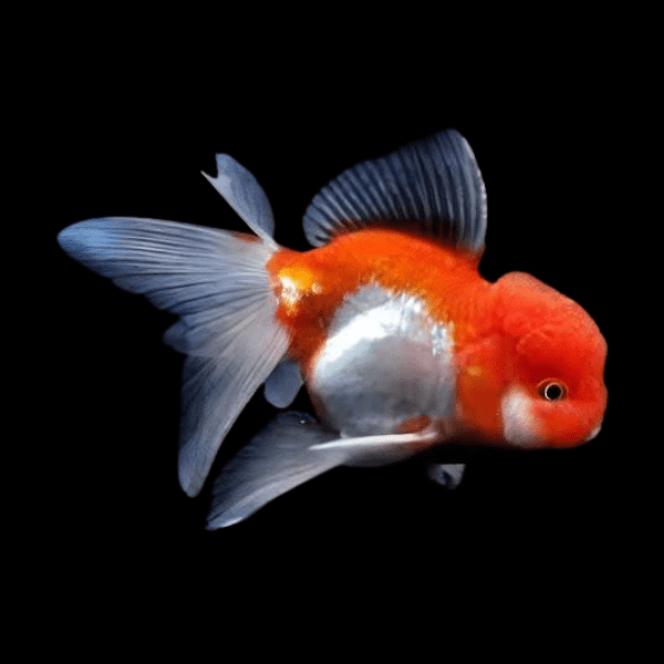 Giant Super Jelly Head Red & White Oranda Grade AA Goldfish Carassius Auratus
