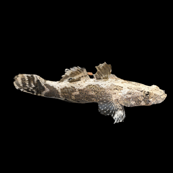 Giant Marble Sleeper Goby Oxyeleotris Marmorata 6cm - Real Aquatics