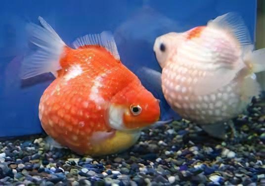 Giant Red Pearlscale Grade AA Goldfish Carassius Auratus