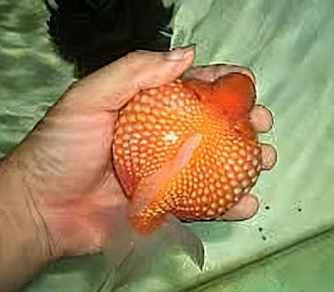 Giant Red Pearlscale Grade AA Goldfish Carassius Auratus