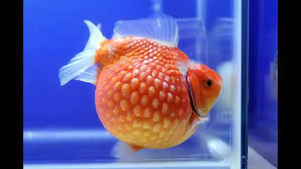 Giant Red Pearlscale Grade AA Goldfish Carassius Auratus