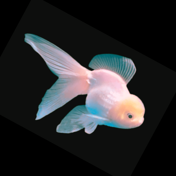 Giant Pink Black Eye Oranda Grade AA Goldfish Carassius Auratus