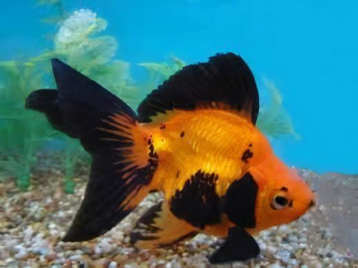 Giant Red and Black Ryukin Grade AA Goldfish Carassius Auratus