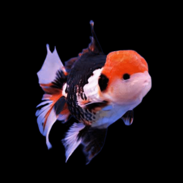 Giant Tri Colour Oranda Grade AA Goldfish Carassius Auratus