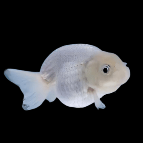 Ranchu Goldfish
