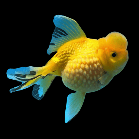 Giant Fancy Goldfish