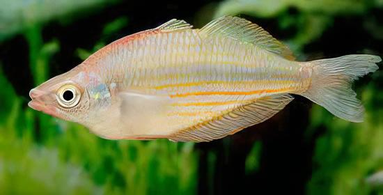 Gidomen Rainbow Fish Melanotaenia Gidomen 5cm - Real Aquatics
