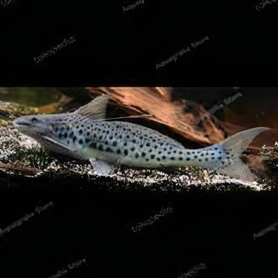 Gilded Catfish Zungaro Zungaro 10cm - Real Aquatics
