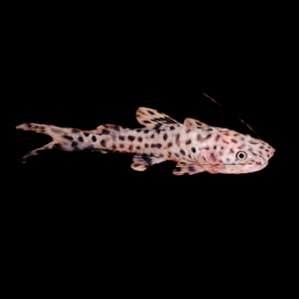 Gilded Catfish Zungaro Zungaro 10cm - Real Aquatics