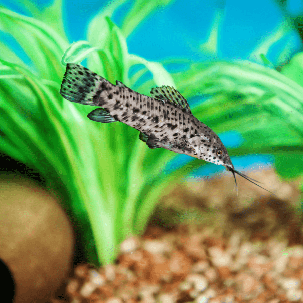Gilded Catfish Zungaro Zungaro 10cm - Real Aquatics
