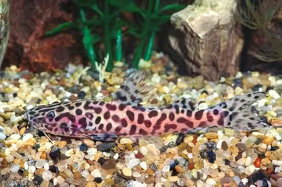 Gilded Catfish Zungaro Zungaro 10cm - Real Aquatics