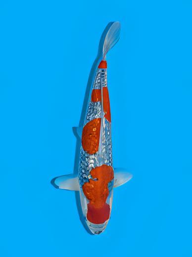 Gin Rin Grade A Koi Carp Cyprinus Carpio
