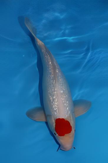 Gin Rin Grade A Koi Carp Cyprinus Carpio