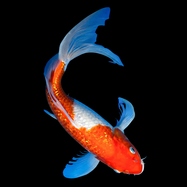Gin Rin Butterfly Japanese Koi Carp Cyprinus Carpio