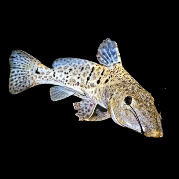 Giraffe Nosed Catfish Auchenoglanis Biscutatus 8cm - Real Aquatics