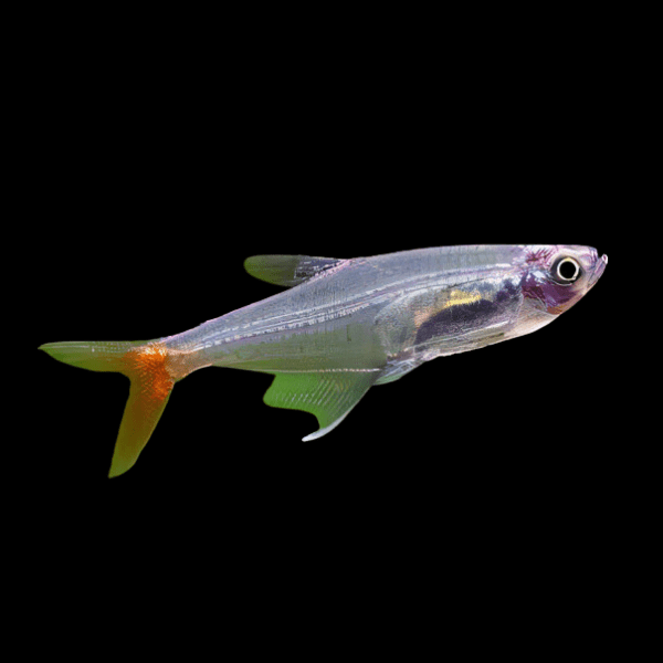 Glass Bloodfin Tetra Prionobrama Filigera 2cm - Real Aquatics