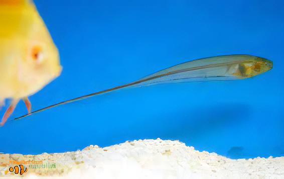 Glass Rattail Knife Fish Eigenmannia Virescens 10cm - Real Aquatics