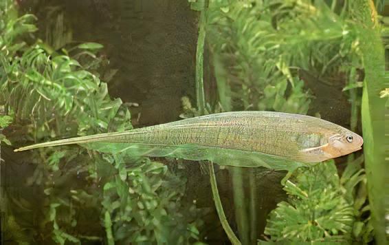Glass Rattail Knife Fish Eigenmannia Virescens 10cm - Real Aquatics