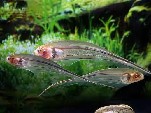 Glass Rattail Knife Fish Eigenmannia Virescens 10cm - Real Aquatics