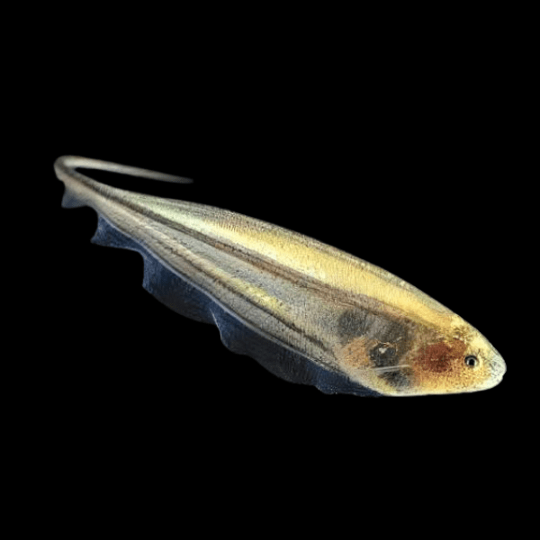 Glass Rattail Knife Fish Eigenmannia Virescens 10cm - Real Aquatics