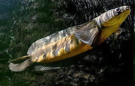 Sentarum Maru Yellow Snakehead Ophicephalus Marulioides Bleeker 8cm - Real Aquatics