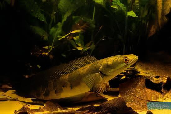 Yellow Emperor Snakehead Channa Maruliodes 10cm - Real Aquatics