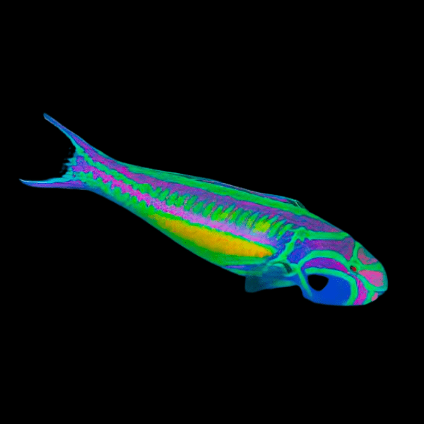 Glorious Five Striped Wrasse Thalassoma Quinquevittatum - Real Aquatics