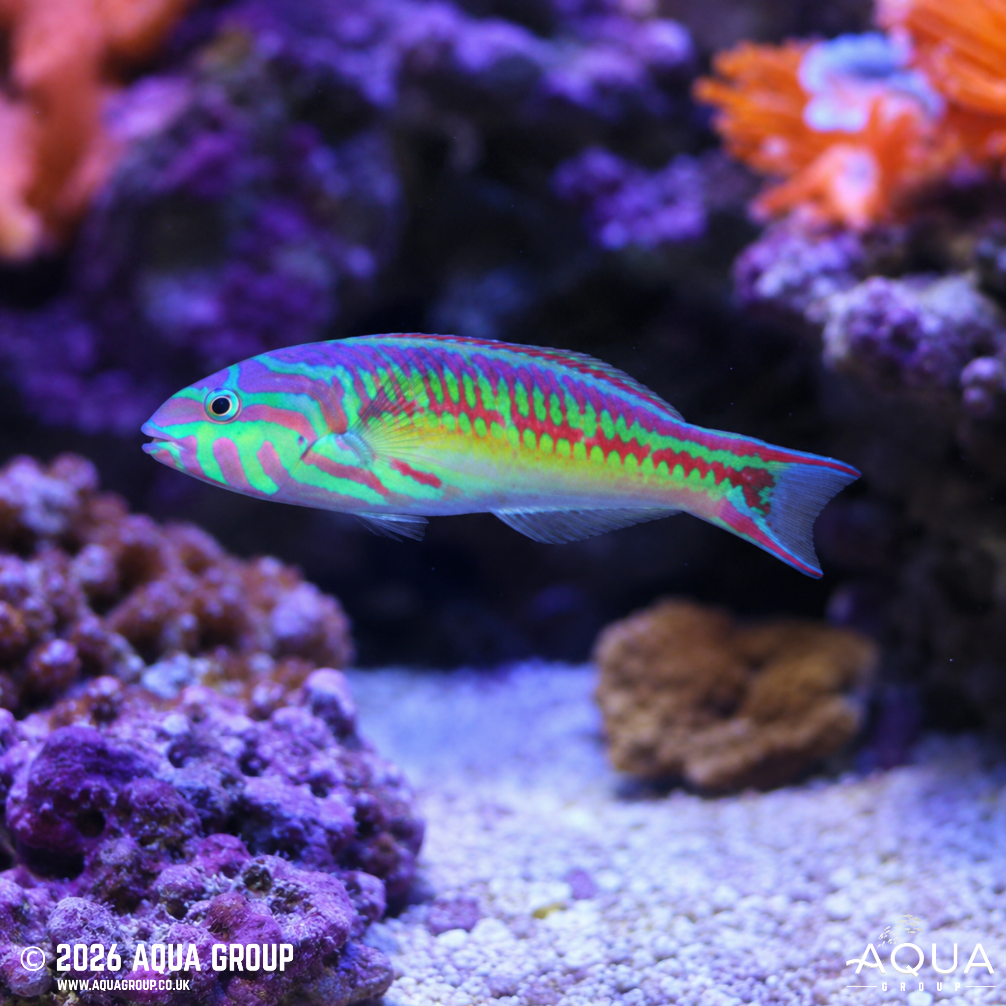 Glorious Wrasse (Thalassoma quinquevittatum)