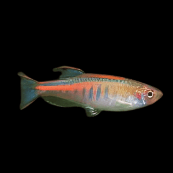 Glowlight Danio Danio Choprai 2cm - Real Aquatics