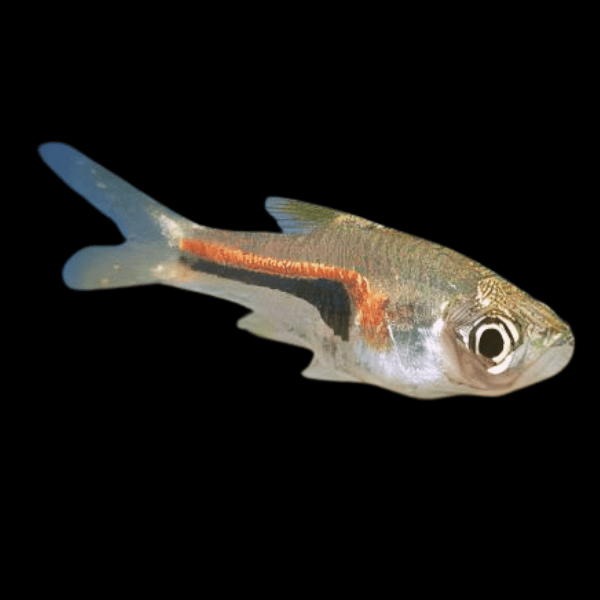 Glowlight Rasbora Trigonostigma Hengeli 2cm - Real Aquatics