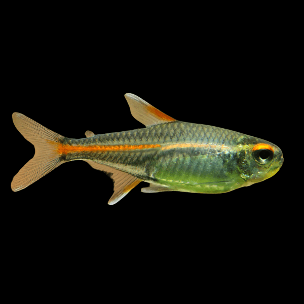Glowlight Tetra Hemigrammus Erythrozonus 2cm - Real Aquatics