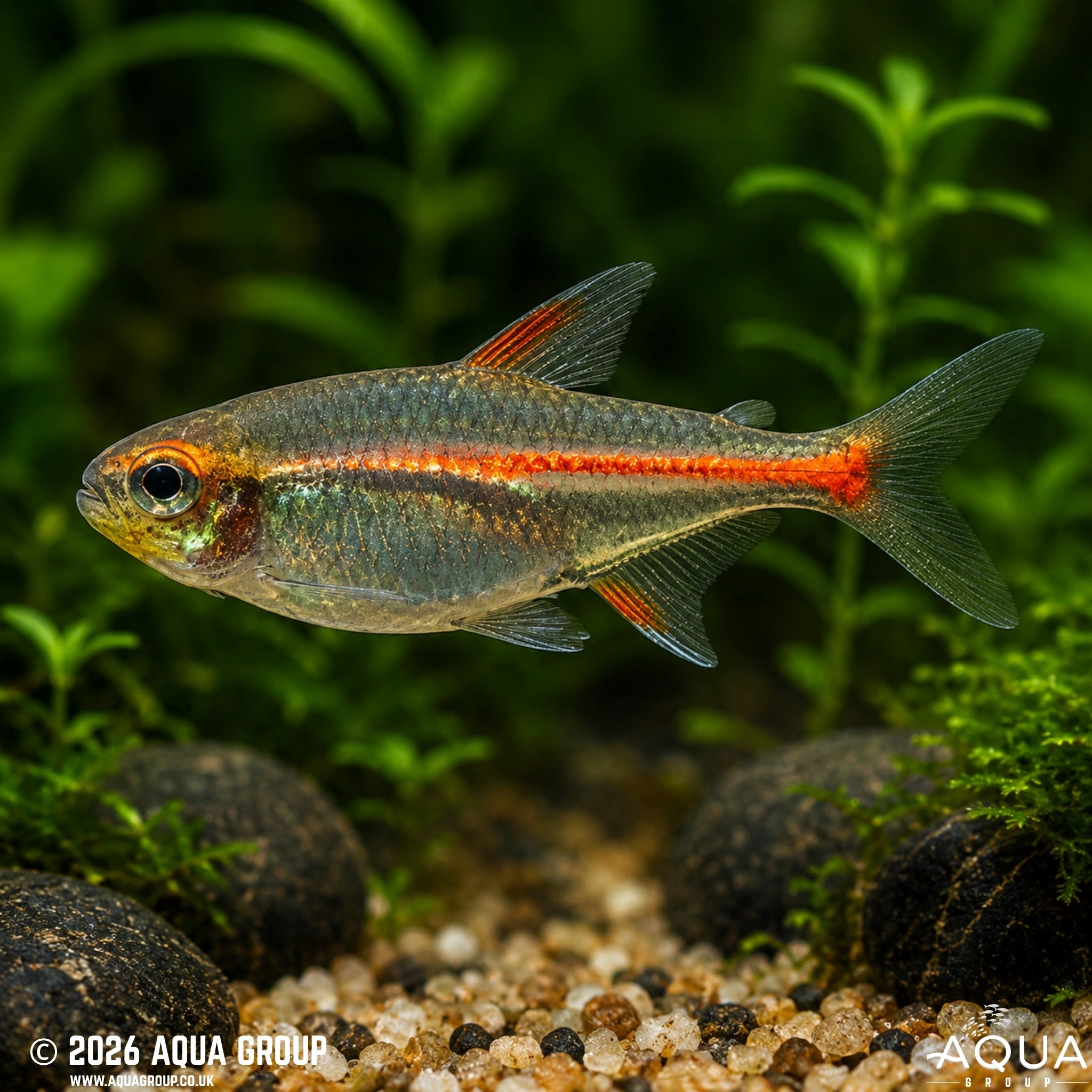 Glowlight Tetra (Hemigrammus erythrozonus)
