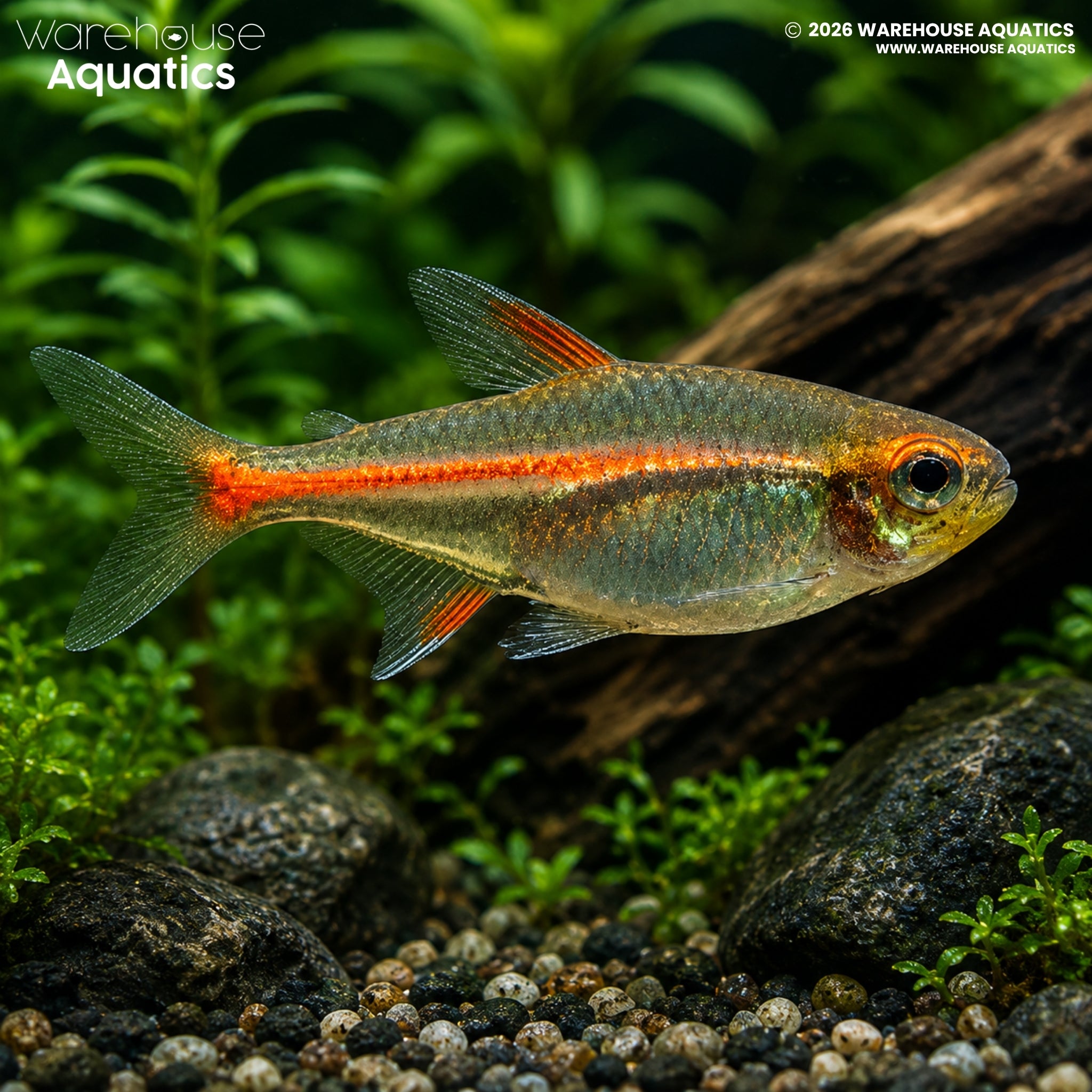 Glowlight Tetra (Hemigrammus erythrozonus)