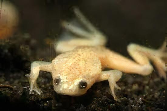 Gold African Dwarf Frog Hymenochirus Boettgeri 3cm - Real Aquatics