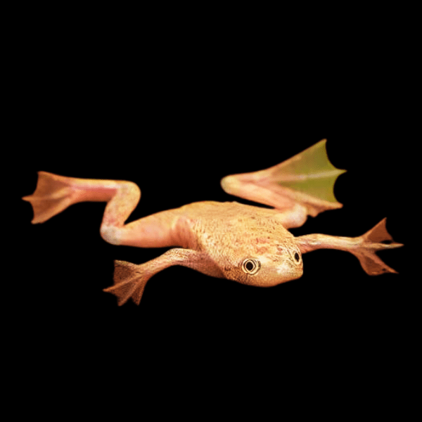 Gold African Dwarf Frog Hymenochirus Boettgeri 3cm - Real Aquatics
