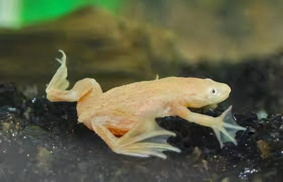 Gold African Dwarf Frog Hymenochirus Boettgeri 3cm - Real Aquatics