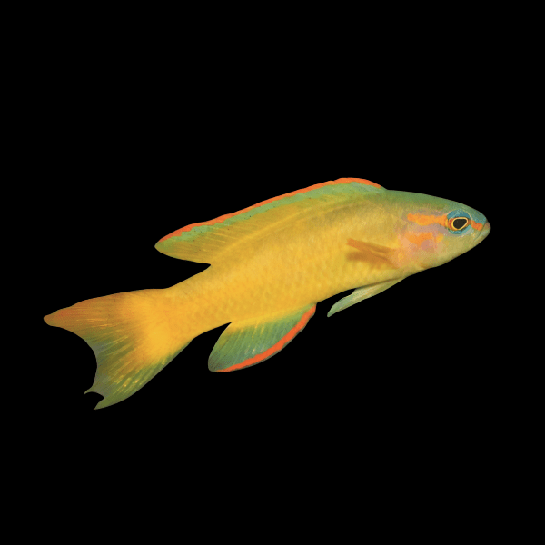 Gold Assessor Basslet Assessor Flavissimus - Real Aquatics