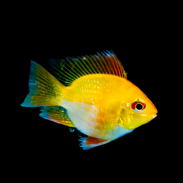 Gold Balloon Ram Mikrogeophagus Ramirezi 4cm - Real Aquatics